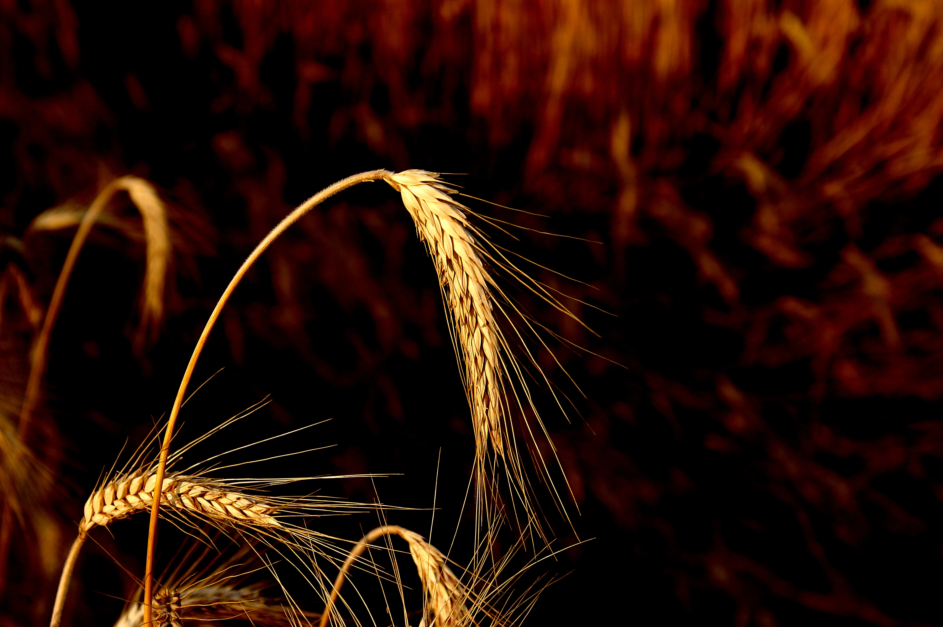 A Tare or a Wheat